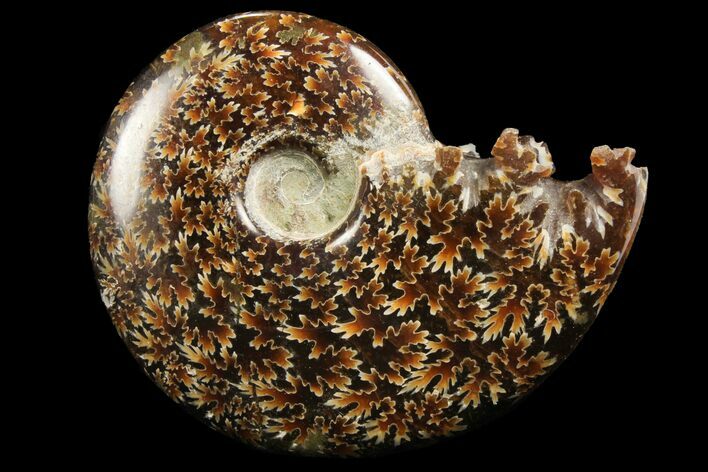 Polished, Agatized Ammonite (Cleoniceras) - Madagascar #97286